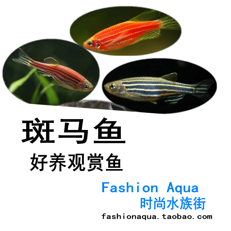 Zebrafish Small tropical fish Live ornamental fish Red Zebra Purple Zebra Black Zebra Good ornamental fishin the Pet/Pet food and supplies , Aqua World , Fish category - from Buy2taobao.com to provide professional Taobao agent buy service
