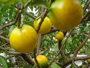 热带水果树 蛋黄果树苗 可制果酱、冰奶油、饮