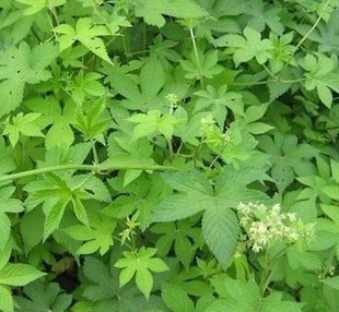 律草 葎草割人藤 拉拉藤苗 野生现采现卖 剌剌秧、剌剌藤、五爪龙-淘宝网