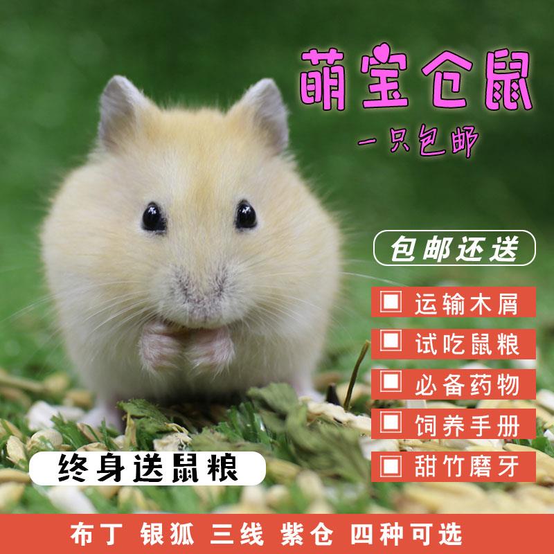 Hamsters Living creatures living thing Pudding Silver fox Purple positions Three line lovely Cute Hamsters Pets Cub Hamsters babyin the Pet/Pet food and supplies , Other pets , Other pets category - from Buy2taobao.com to provide professional Taobao agent buy service