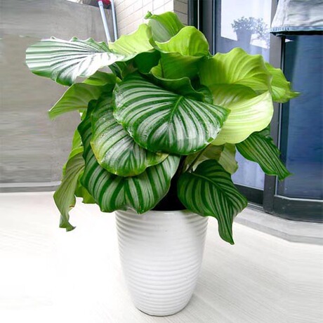 苹果竹芋青苹果猫眼竹芋盆栽花卉净化空气好养