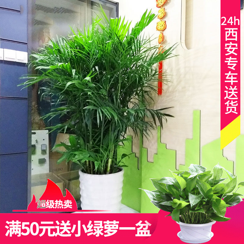 夏威夷椰子凤尾竹新房除甲醛大盆栽绿植适合冬季好养同城配送上门在类目 鲜花速递/花卉仿真/绿植园艺, 花卉/绿植盆栽(新), 绿植中 - 来自Buy2taobao.com提供专业的淘宝代购服务