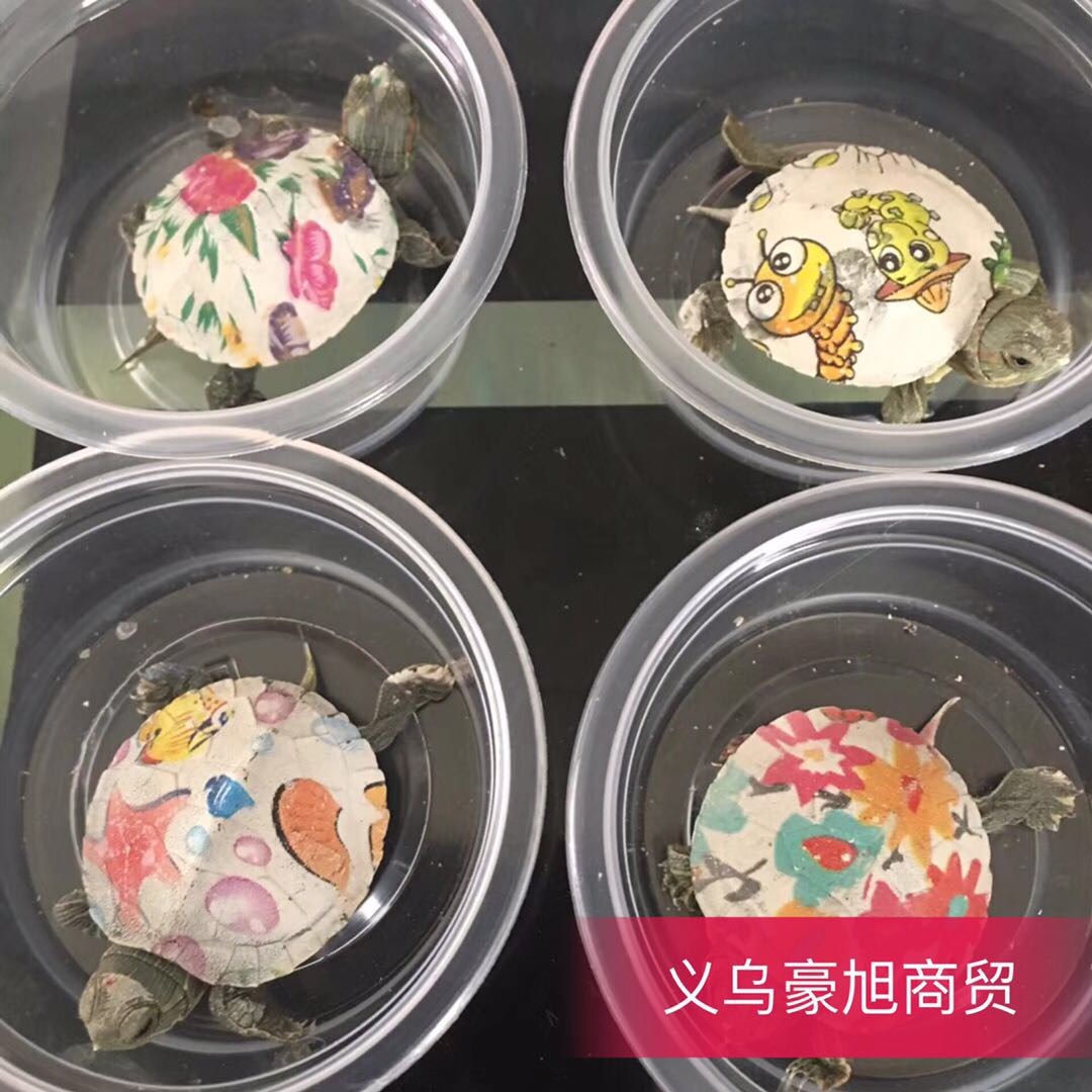 彩色网红炫彩小乌龟七彩活体宠物龟地摊巴西龟苗彩绘一对活的在类目 宠物/宠物食品及用品, 水族世界, 龟/鳖中 - 来自Buy2taobao.com提供专业的淘宝代购服务