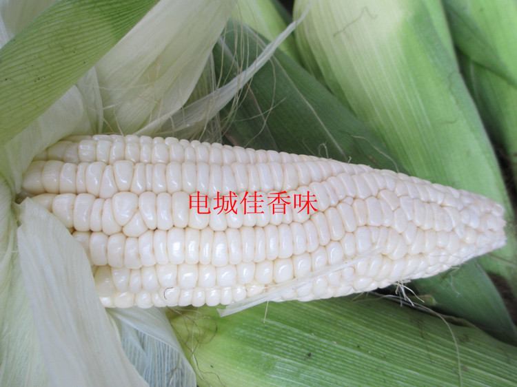 新鮮白玉糯玉米棒生苞谷苞米鮮食糯玉米粘玉米黏玉米現摘500克在類目 糧油米麪/南北乾貨/調味品, 米/麪粉/雜糧, 玉米中 - 來自Buy2taobao.com提供專業的淘寶代購服務