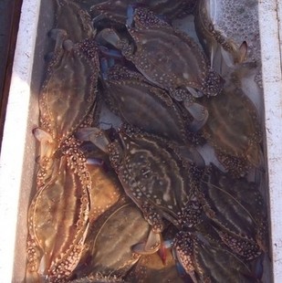  鲜活批发海鲜水产品 海鲜鲜活 新鲜海鲜 顶级母红膏野生梭子蟹