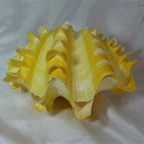 黄色贝壳海螺 婚庆钻戒创意礼盒 广告橱窗设计