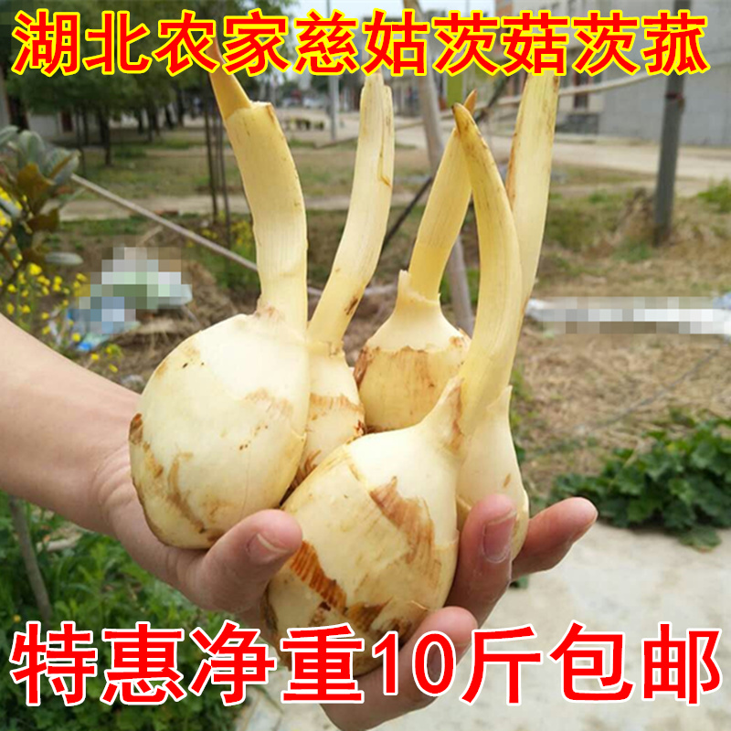 湖北新鲜农家慈姑白茨菇慈菇慈姑茨菰马蹄白菇慈姑一份10斤包邮在类目 水产肉类/新鲜蔬果/熟食, 新鲜蔬菜/蔬菜制品, 新鲜蔬菜, 其它中 - 来自Buy2taobao.com提供专业的淘宝代购服务