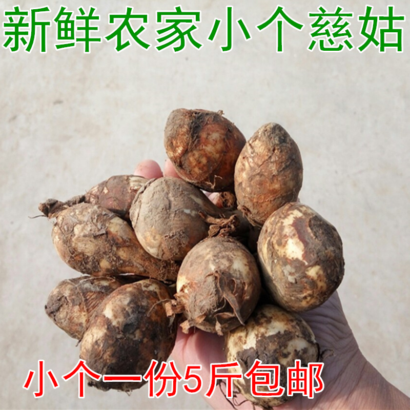 Hubei fresh Farm Arrowhead Arrowhead Arrowhead Arrowhead Arrowhead Horse's hoof White mushroom Arrowhead A 5in the Aquatic meat/Fresh fruits and vegetables/Cooked , Fresh vegetables/Vegetable products , Fresh vegetables , Other category - from Buy2taobao.com to provide professional Taobao agent buy service