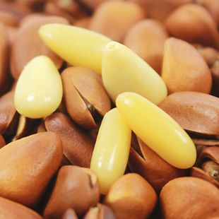 开口松子东北松子野...