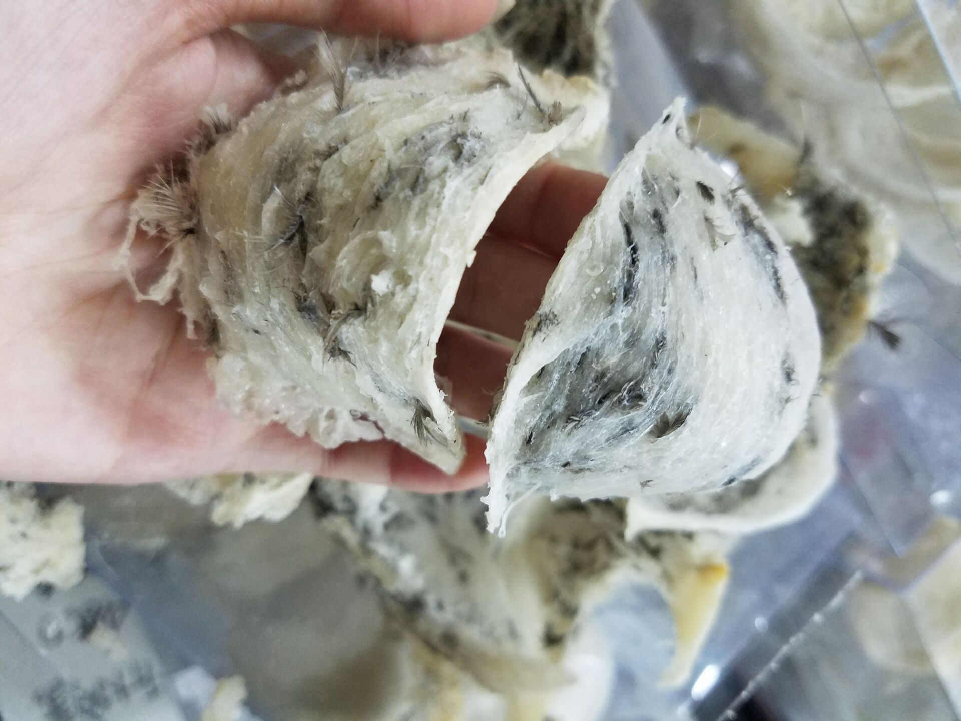 藥房有售馬來西亞 輕毛燕窩龍牙燕盞 10克起在類目 傳統滋補營養品, 燕窩中 - 來自Buy2taobao.com提供專業的淘寶代購服務