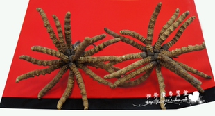  新冬虫夏草正宗西藏那曲野生虫草一克4根可选礼盒 补肾