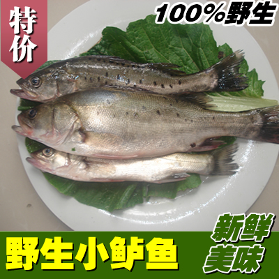啓東海鮮 野生海鲈魚新鮮 花鲛/大鲈鲛/花鲈/四肋魚 當天海捕在類目 水產肉類/新鮮蔬果/熟食, 海鮮/水產品/製品, 其它中 - 來自Buy2taobao.com提供專業的淘寶代購服務