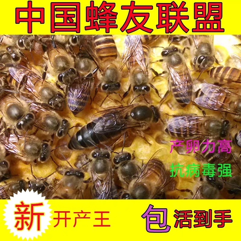queen bee Wang queen bee Improved variety queen bee Number one queen bee high quality Improved variety Wang Yi queen beein the Pet/Pet food and supplies , Other pets , Other pets category - from Buy2taobao.com to provide professional Taobao agent buy service