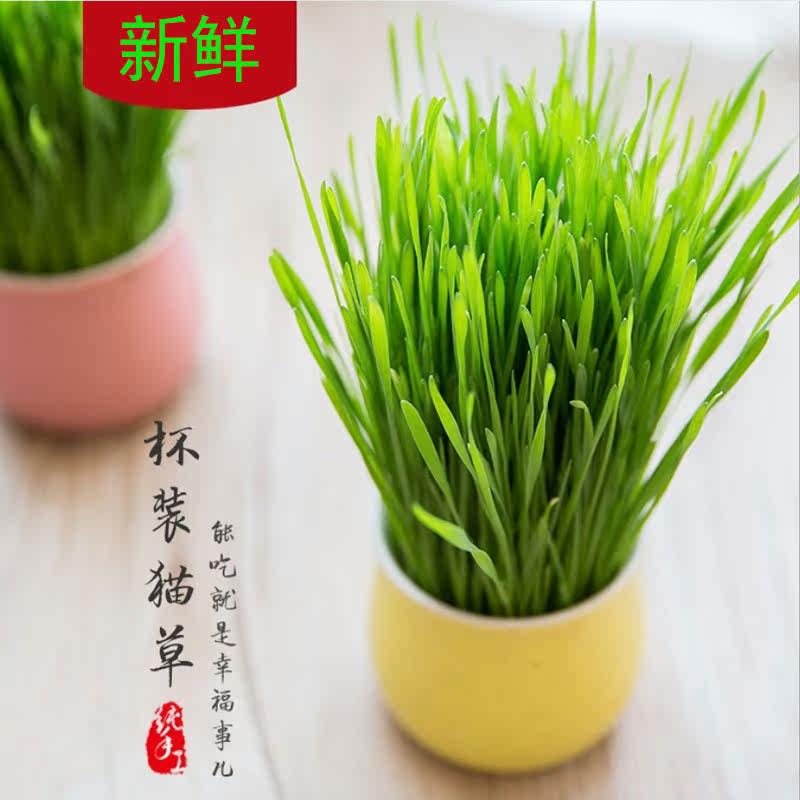 貓草種植套裝貓咪零食去毛球貓草天然大麥種帶盆貓草種子貓咪用品在類目 寵物/寵物食品及用品, 貓/狗日用品, 杯子中 - 來自Buy2taobao.com提供專業的淘寶代購服務