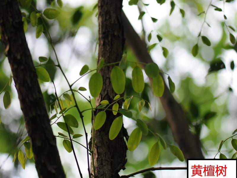 野生黄檀木树叶檀树叶黄檀树苗 树根 木桩苗木墩在类目 鲜花速递/花卉仿真/绿植园艺, 花园植物/行道树/果树, 行道树/乔木中 - 来自Buy2taobao.com提供专业的淘宝代购服务