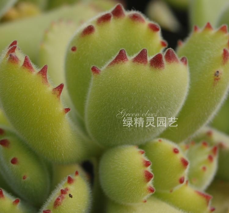 绿精灵园艺 多肉植物 熊童子 熊爪在类目 鲜花速递/花卉仿真/绿植园艺, 花卉/绿植盆栽(新), 多肉植物中 - 来自Buy2taobao.com提供专业的淘宝代购服务