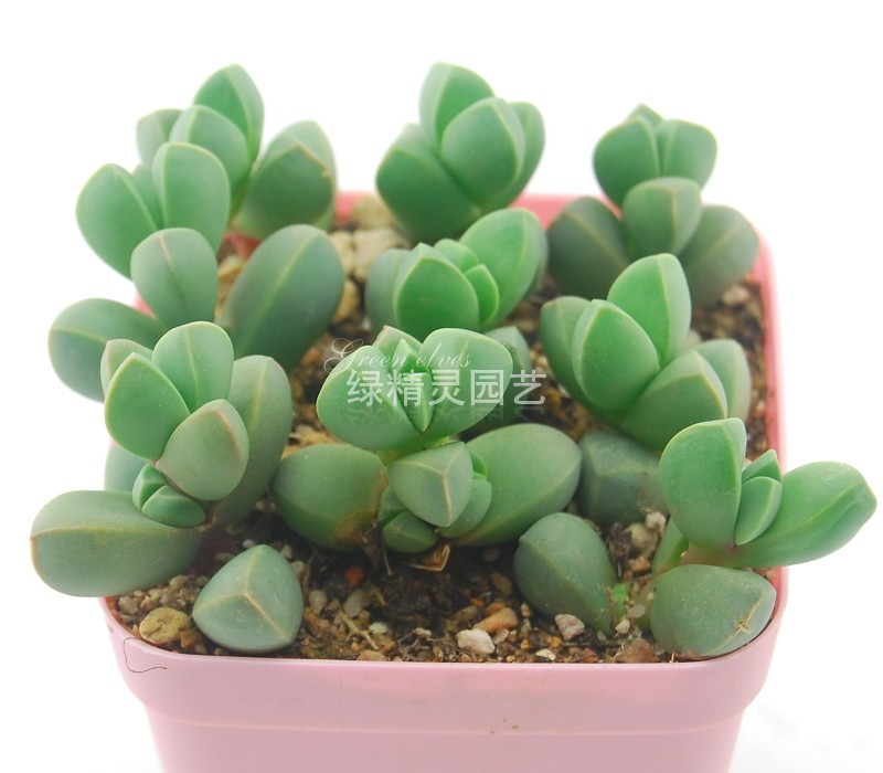 【绿精灵园艺】多肉植物鹿角海棠单株在类目 鲜花速递/花卉仿真/绿植园艺, 花卉/绿植盆栽(新), 多肉植物中 - 来自Buy2taobao.com提供专业的淘宝代购服务
