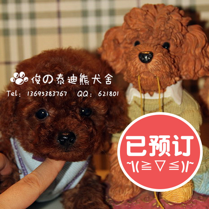 <em>泰迪熊</em>犬淘宝网<em>泰迪熊</em>犬价格,<em>泰迪熊</em>犬品牌,睡