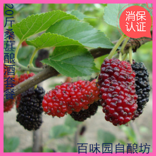  20斤桑葚酒酿酒辅料包