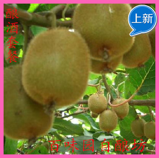  20斤猕猴桃酿酒辅料套餐大全优惠多多酵母、果胶酶等