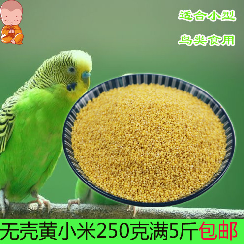 满5斤包邮无壳谷子黄小米小型鹦鹉鸟食鸟粮饲料蛋小米原料在类目 宠物/宠物食品及用品, 鸟类及用品, 鸟食中 - 来自Buy2taobao.com提供专业的淘宝代购服务