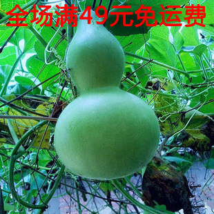 大葫芦种子旗舰店|qq农场绿葫芦种子|玫瑰小镇