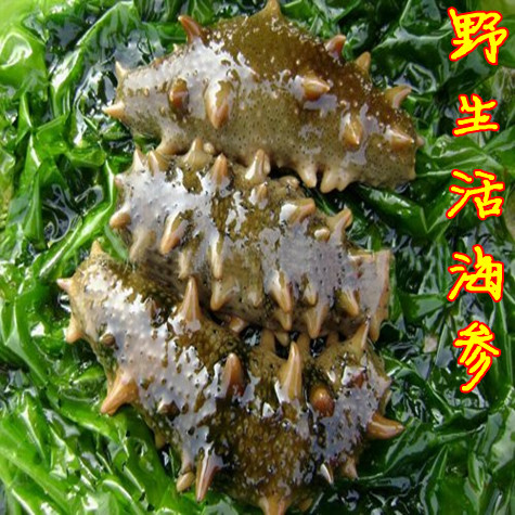 青岛海鲜 田横岛野生 鲜活海参 刺参刺身3-6只每斤3斤包邮顺丰在类目 水产肉类/新鲜蔬果/熟食, 海鲜/水产品/制品, 海参中 - 来自Buy2taobao.com提供专业的淘宝代购服务
