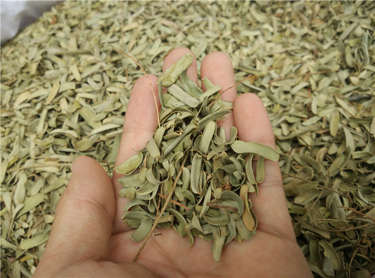 油柑叶 阳光叶1斤油甘果叶子牛甘叶 枕芯填充物(未挑选) 吴川特产在类目 床上用品, 其它中 - 来自Buy2taobao.com提供专业的淘宝代购服务