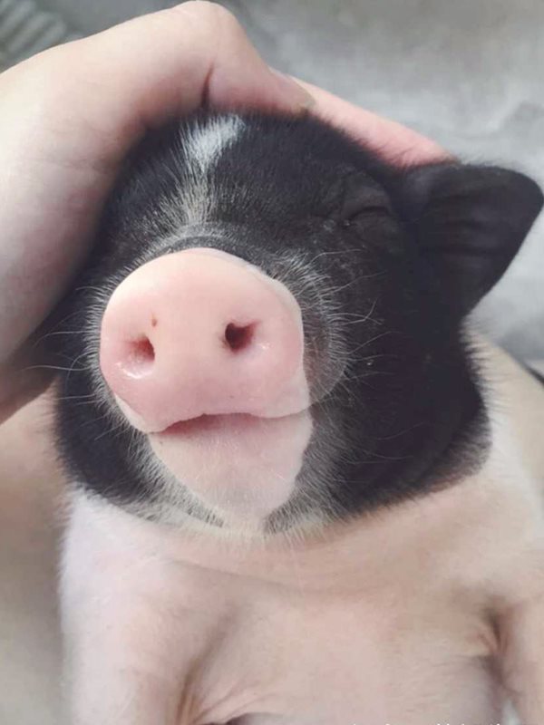 lovely Thailand Mini Little pigs Pet Pig Pig Peki living thing Sow Not very Piggy Cubin the Pet/Pet food and supplies , Class pet hamsters and other small , Pigs category - from Buy2taobao.com to provide professional Taobao agent buy service