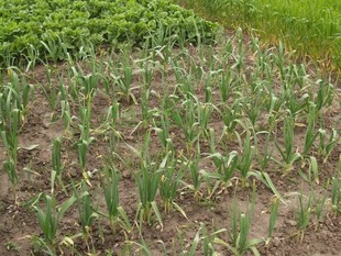  崇明三分地/农家自种/绿色有机蔬菜/大蒜/大蒜叶