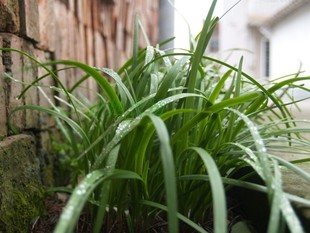  崇明三分地/农家自种蔬菜/绿色有机/韭菜/半斤起