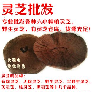  粤北新丰种植灵芝　带珍贵孢子粉紫灵芝不苦 500克60元可切灵芝片