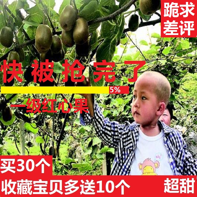 四川红心猕猴桃 新鲜30个包邮奇异果孕妇10非蒲江佳沛徐香5斤大果在类目 水产肉类/新鲜蔬果/熟食, 新鲜水果, 奇异果/猕猴桃中 - 来自Buy2taobao.com提供专业的淘宝代购服务