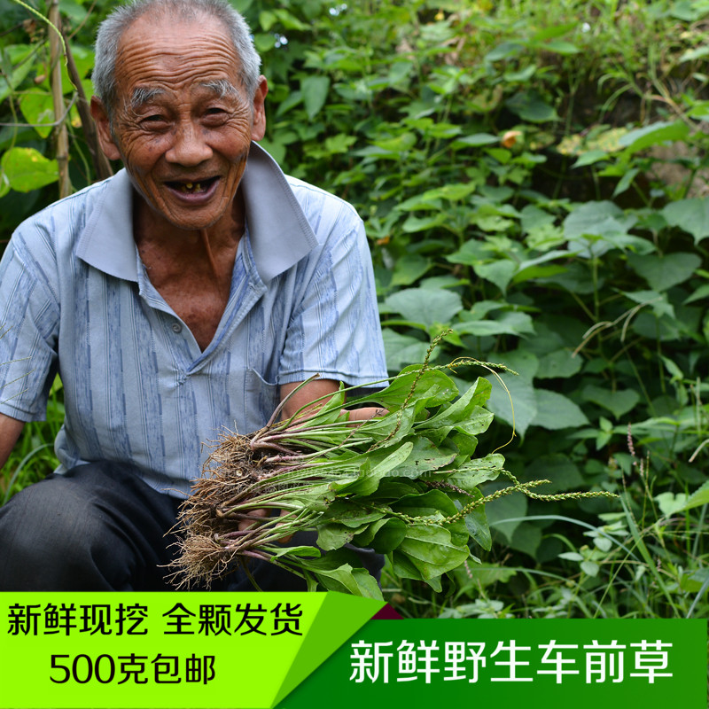 新鮮車前草500g現挖深山車前子車輪菜整顆全草養生涼茶中草藥在類目 傳統滋補營養品, 藥食同源食品, 其他藥食同源食品中 - 來自Buy2taobao.com提供專業的淘寶代購服務