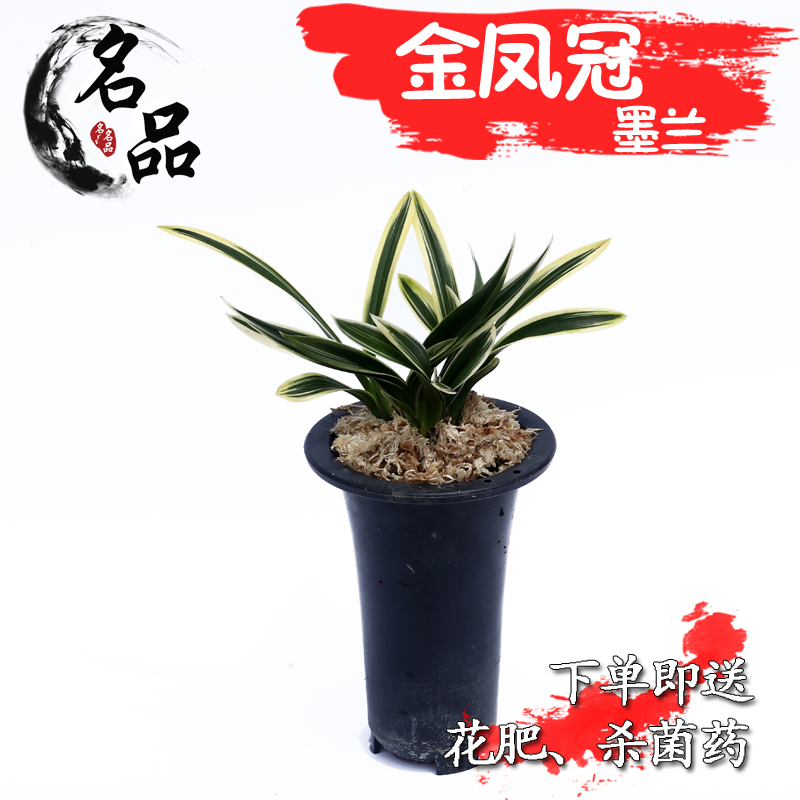兰花苗建兰四季兰金边 金凤冠 夏秋带花苞好养盆栽花卉在类目 鲜花速递/花卉仿真/绿植园艺, 花卉/绿植盆栽(新), 花卉中 - 来自Buy2taobao.com提供专业的淘宝代购服务