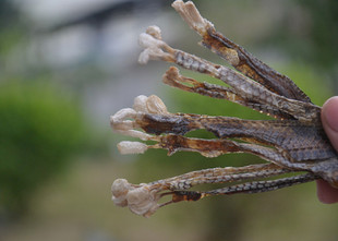  特价 北海海宝泡酒料 中药材 药酒 补肾之宝 小海蛇鞭/1条 批发