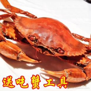  【宅民乐】三门青蟹大红膏蟹母螃蟹 海鲜 水产 鲜活海蟹醉蟹6-9两