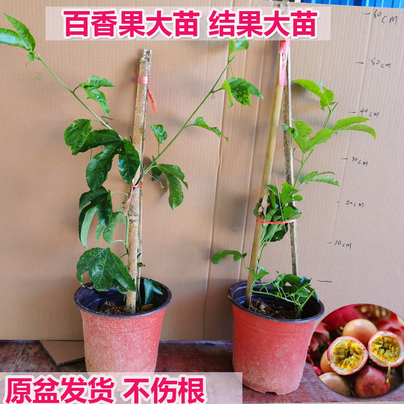 包邮果树苗紫香一号百香果苗黄金百香果苗 爬藤 庭院种植当年结果在类目 鲜花速递/花卉仿真/绿植园艺, 花园植物/行道树/果树, 果树中 - 来自Buy2taobao.com提供专业的淘宝代购服务