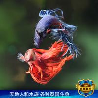 活体热带观赏鱼底层除藻金鱼-繁殖淡水宠物活