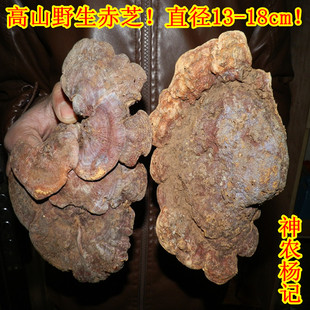  神农架野生大灵芝赤芝 直径13-18cm  安神保肝防癌 延缓衰老 包邮