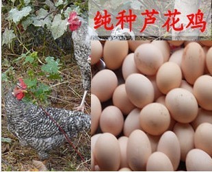  芦花鸡种蛋 受精草鸡蛋 受精土鸡蛋 纯种芦花鸡