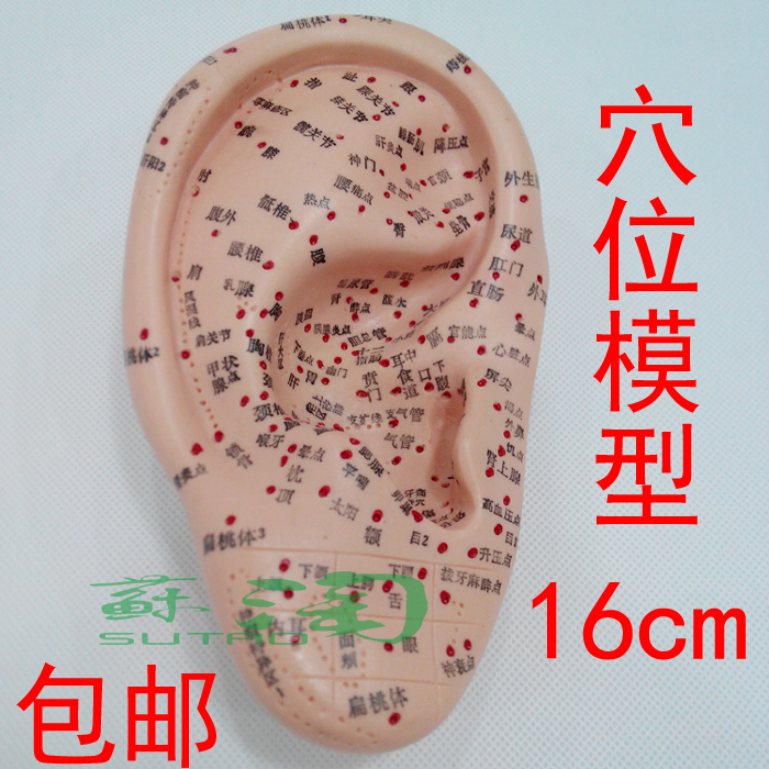 包郵上海經絡通耳針模型耳針灸模型耳穴模型耳朵穴位模型中界16cm在類目 電子詞典/電紙書/文化用品, 教學演示/展示告示用品, 教學儀器/實驗器材中 - 來自Buy2taobao.com提供專業的淘寶代購服務