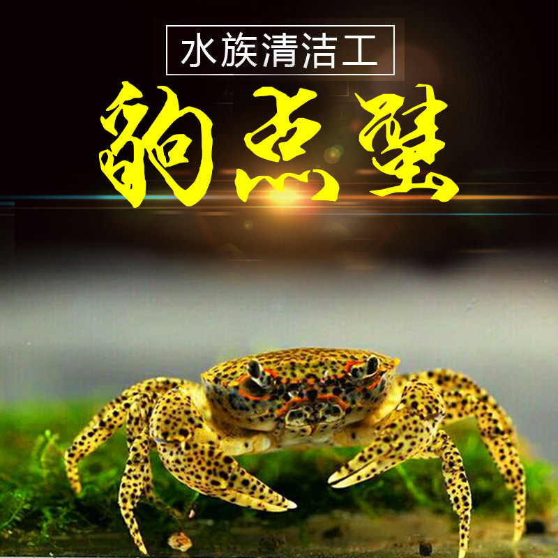 豹点蟹 芝麻蟹 观赏虾蟹 深水蟹 活体蟹 可繁殖蟹 宠物蟹在类目 宠物/宠物食品及用品, 水族世界, 蟹中 - 来自Buy2taobao.com提供专业的淘宝代购服务