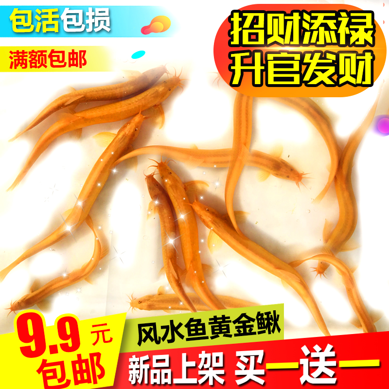 黄金泥鳅招财吉祥小金龙鳅鱼苗冷水鱼风水鱼清道夫活体观赏鱼包邮|msdalam kategori haiwan peliharaan/makanan haiwan dan bekalan, Aquarium World, ikan - dari Buy2taobao.com untuk memberikan perkhidmatan ejen Taobao profesional membeli