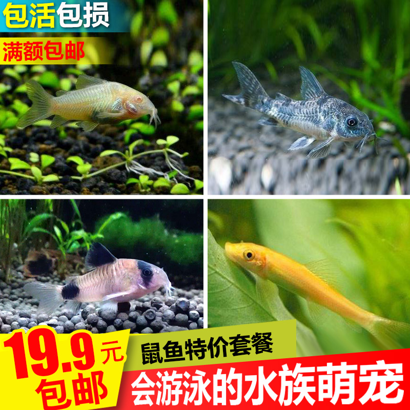 清潔工鼠魚工具鼠魚清道夫青苔鼠淡水魚咖啡鼠底細魚黃金胡子包郵在類目 寵物/寵物食品及用品, 水族世界, 魚中 - 來自Buy2taobao.com提供專業的淘寶代購服務