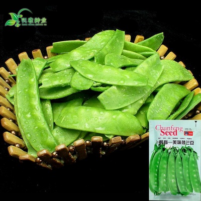 荷兰豆种子大荚型好种 高产春秋 菜豆青豆籽 四季荚豌豆蔬菜种子