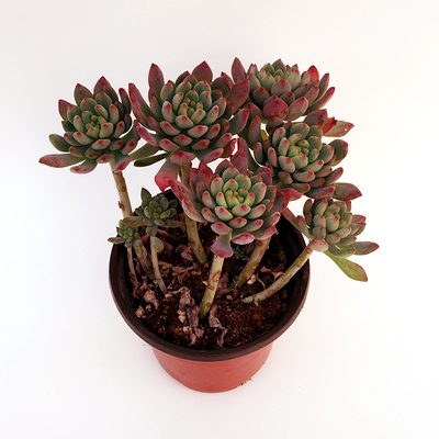 蓝精灵老桩多肉植物多头蓝苹果老庄好状态办公盆栽蓝精灵一物一拍