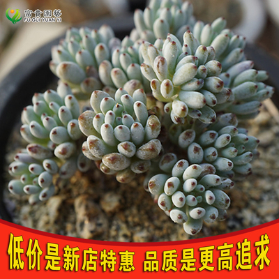 蓝豆群生多肉植物绿植花卉盆栽办公室桌面小盆景迷你肉肉小群包邮