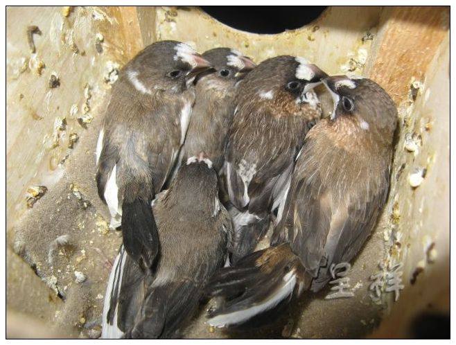 自家繁殖的 黑白花<em>十姐妹</em>(不分<em>公母10</em>元一只,分