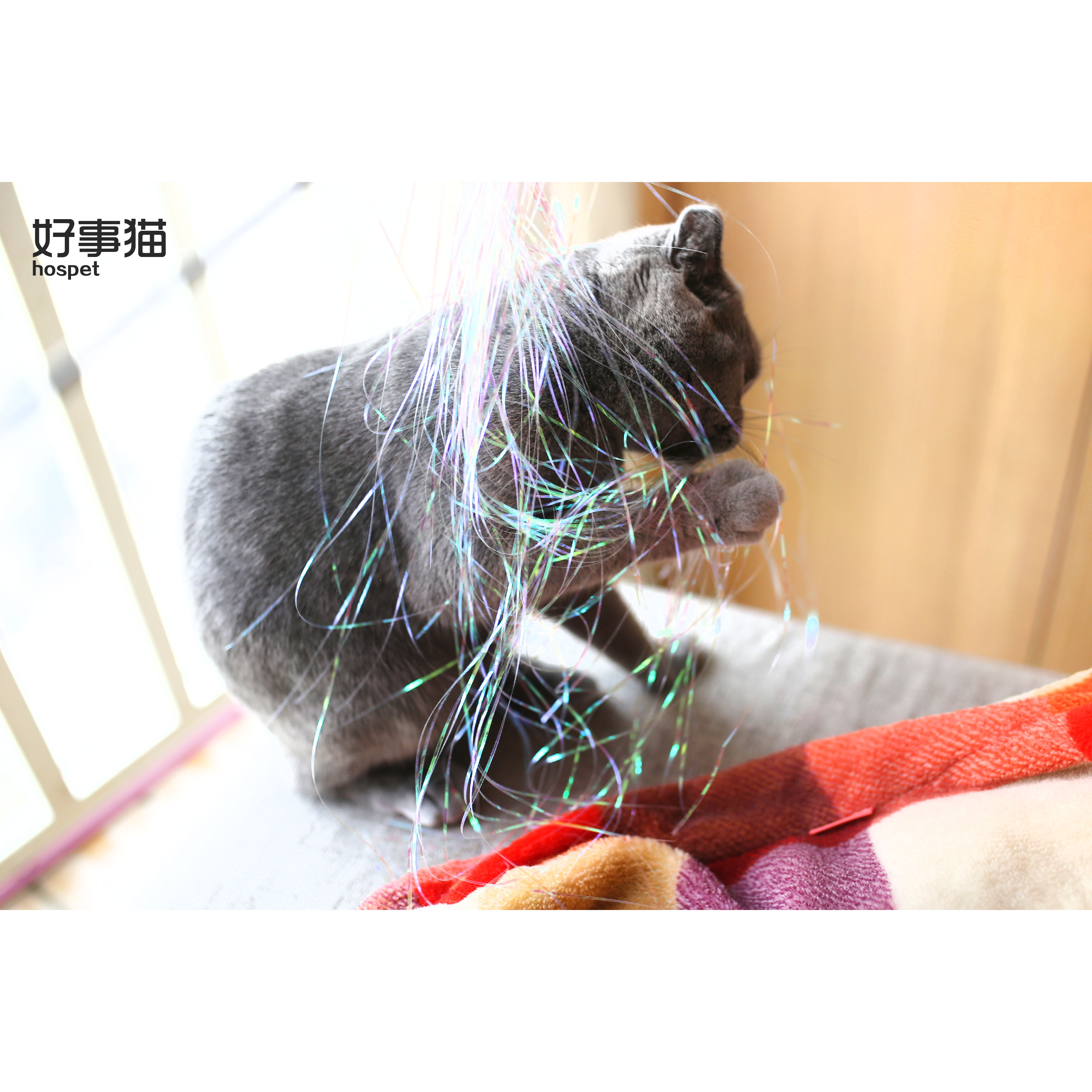 好事猫 七彩拂尘逗猫棒 上仙来一只吧 于谦的卷毛款猫玩具在类目 宠物/宠物食品及用品, 猫/狗玩具, 逗猫棒中 - 来自Buy2taobao.com提供专业的淘宝代购服务
